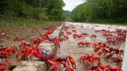 March_Of_The_Crabs.png